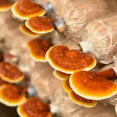 Rzędy błyszczących, pomarańczowo-brązowych grzybów reishi wyrastają z worków substratu.