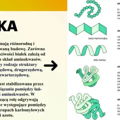 Ilustracja przedstawia cztery rodzaje struktury białek: pierwszorzędową, drugorzędową (beta harmonijka, alfa helisa), trzeciorzędową i czwartorzędową.